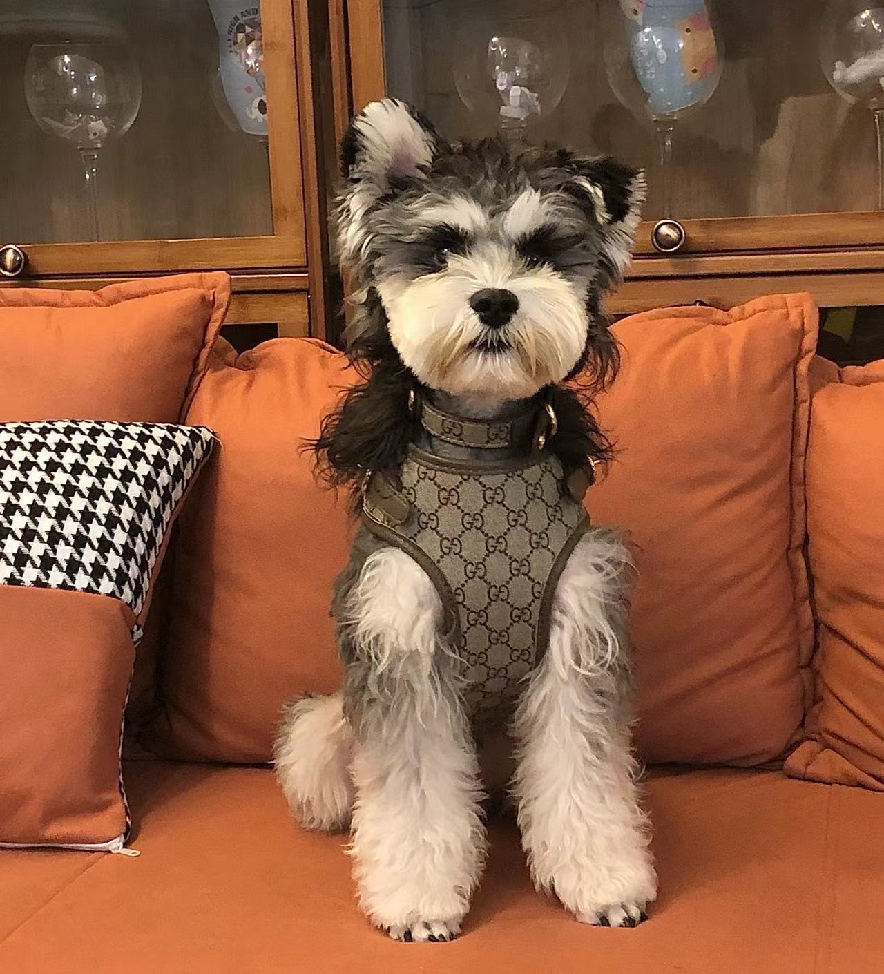 애완동물 목줄과 리드줄 세트